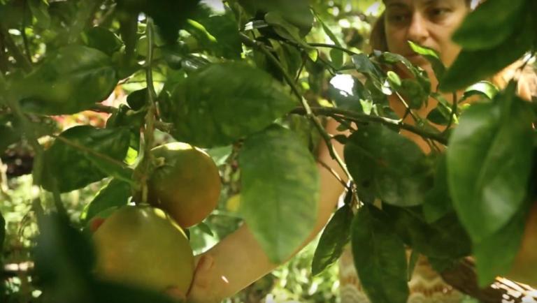 Pahoa Paradise Eco Village מראה חיצוני תמונה