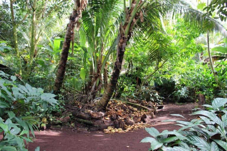 Pahoa Paradise Eco Village מראה חיצוני תמונה