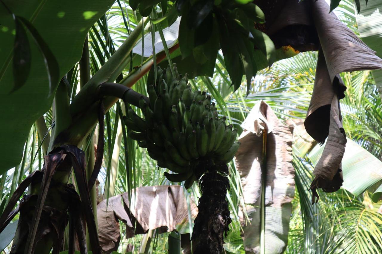 Pahoa Paradise Eco Village מראה חיצוני תמונה