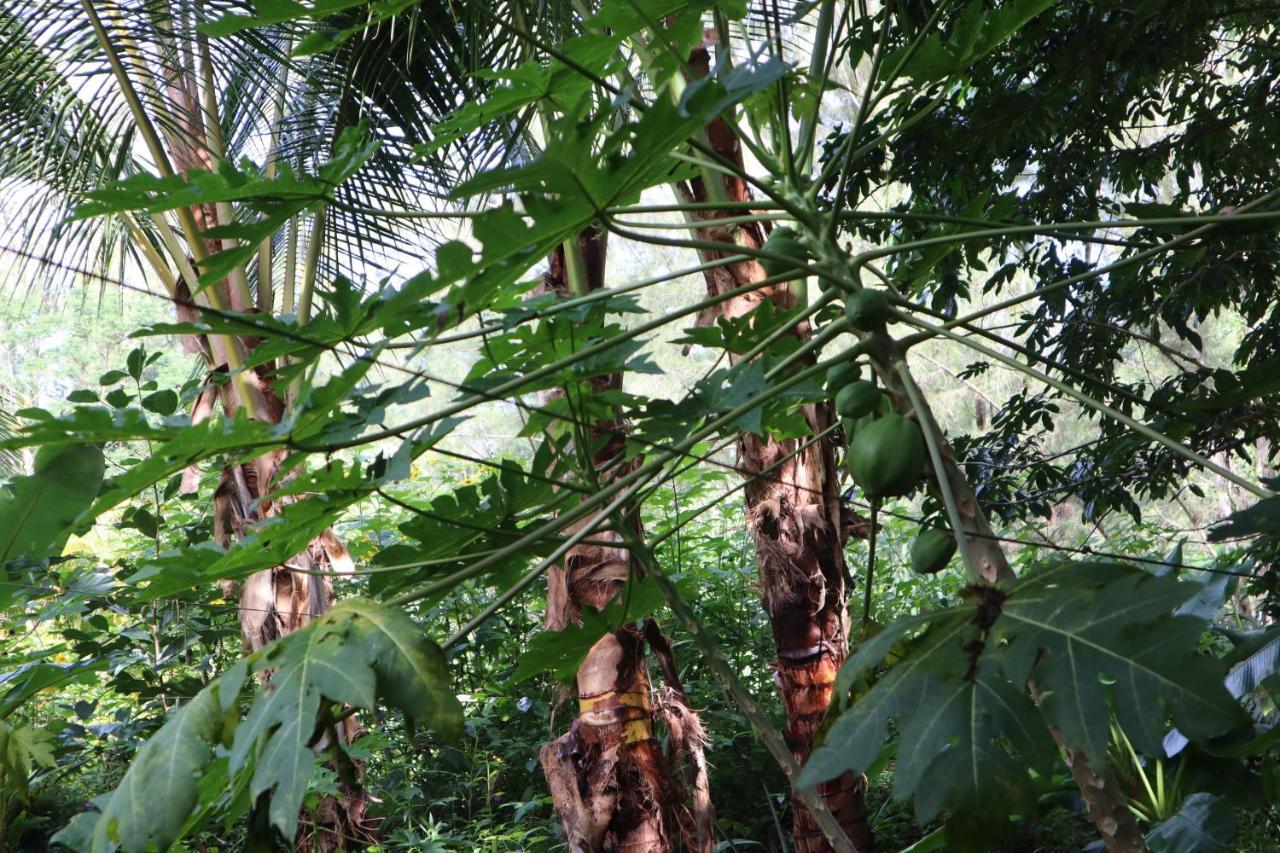 Pahoa Paradise Eco Village מראה חיצוני תמונה