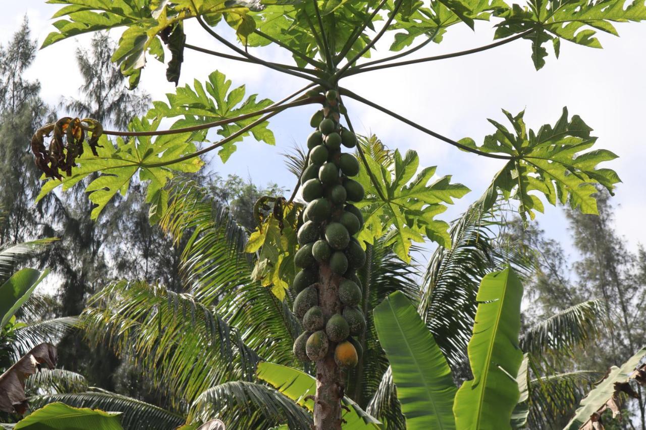 Pahoa Paradise Eco Village מראה חיצוני תמונה